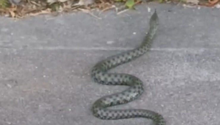 Kars’ta caddede görülen yeşil yılan korkuttu