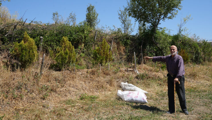 Kastamonu’da 32 senede binlerce ağaç dikti
