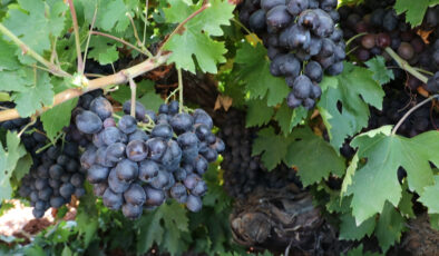 ‘Kilis horoz karası’ üzümünde hasat zamanı