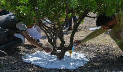 Kilosu 15 bin TL’ye satılıyor! Dünyada bir tek Türkiye ve Yunanistan’da yetişiyor