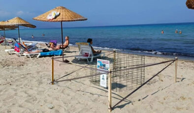 Kuşadası’nda yılın ilk caretta caretta yavruları sürpriz yuvadan çıktı