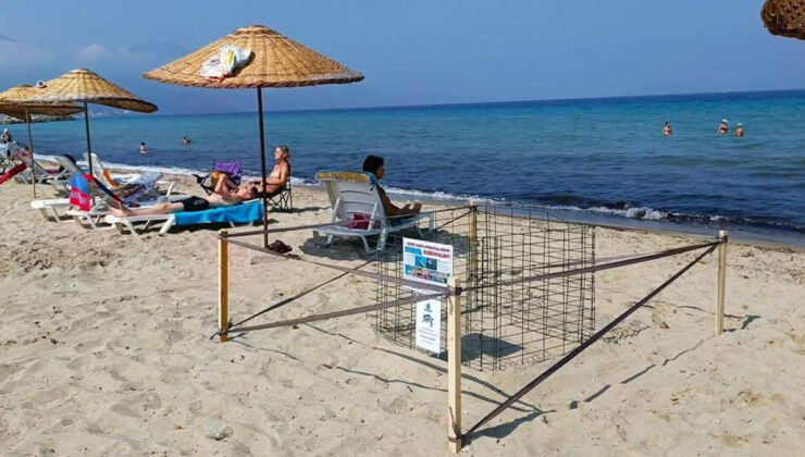 Kuşadası’nda yılın ilk caretta caretta yavruları sürpriz yuvadan çıktı