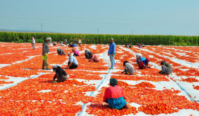 Manisa’da kurutulan domatesler Avrupa ülkelerine ihraç ediliyor