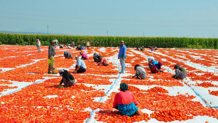 Manisa’da kurutulan domatesler Avrupa ülkelerine ihraç ediliyor