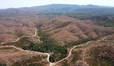 Marmaris’teki yangınlar sonrası doğa yeniden can buluyor