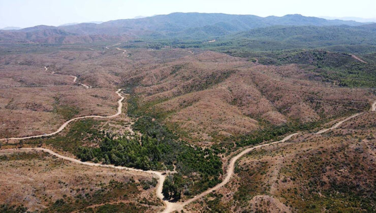 Marmaris’teki yangınlar sonrası doğa yeniden can buluyor