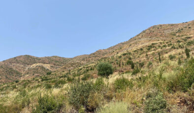 Muğla Marmaris’te yanan bölgeler yeniden yeşillendi