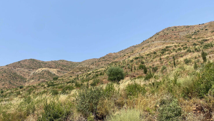 Muğla Marmaris’te yanan bölgeler yeniden yeşillendi