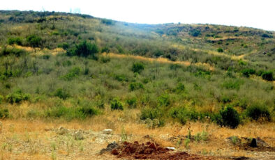 Muğla’da küle dönen ormanlar, 5 yılda yeniden hayat buldu
