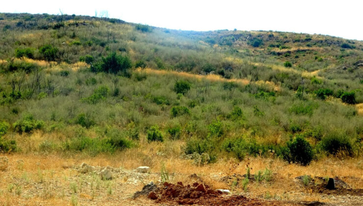 Muğla’da küle dönen ormanlar, 5 yılda yeniden hayat buldu