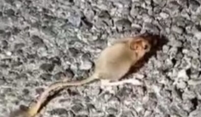 Nesli tükenmekte olup kırmızı listede yer alan Arap tavşanı Tunceli’de görüntülendi