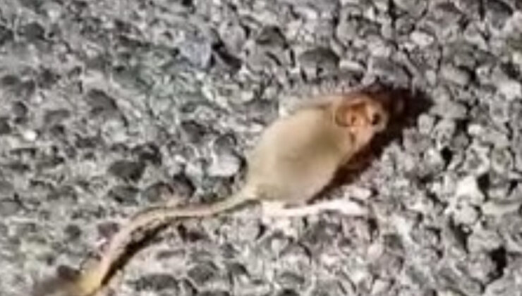 Nesli tükenmekte olup kırmızı listede yer alan Arap tavşanı Tunceli’de görüntülendi