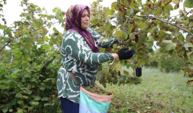 Ordu’da üreticiler fındık hasadına başladı