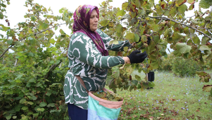 Ordu’da üreticiler fındık hasadına başladı