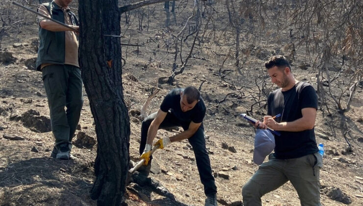 Sakarya’da yanan ormanlık alanlar tekrar hayata dönüyor