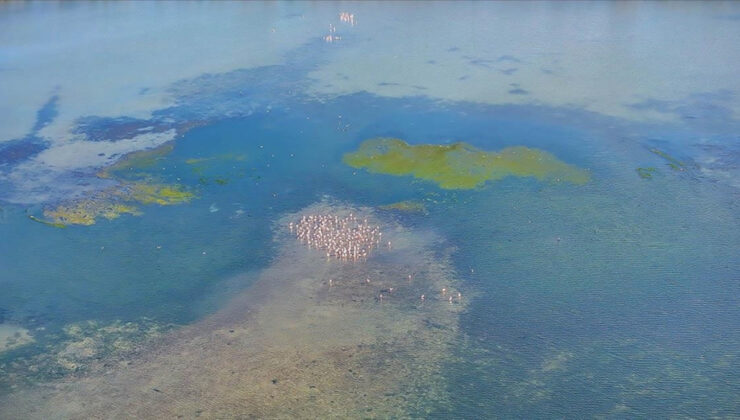Sıcaklıklar artınca istilacı yosunlar kıtaları aştı
