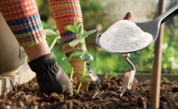 Sırrı kabartma tozuymuş! Bakın bahçeye kabartma tozu dökmek ne işe yarıyormuş