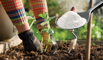 Sırrı kabartma tozuymuş! Bakın bahçeye kabartma tozu dökmek ne işe yarıyormuş