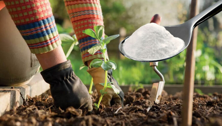Sırrı kabartma tozuymuş! Bakın bahçeye kabartma tozu dökmek ne işe yarıyormuş