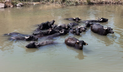 Sivas’ta sıcaktan bunalan mandalar çareyi Kızılırmak’ta buldu