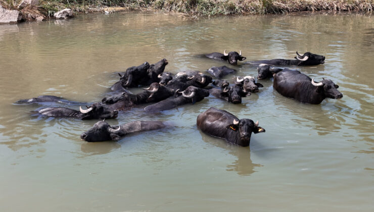 Sivas’ta sıcaktan bunalan mandalar çareyi Kızılırmak’ta buldu