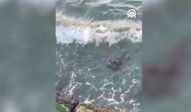 Su samuru Tekirdağ’da ortaya çıktı