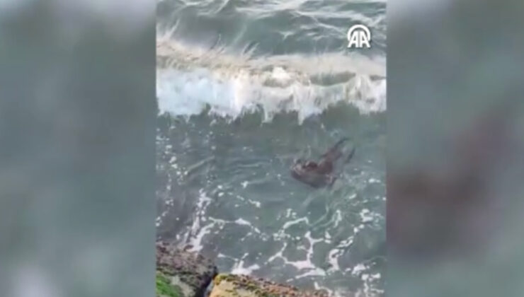 Su samuru Tekirdağ’da ortaya çıktı