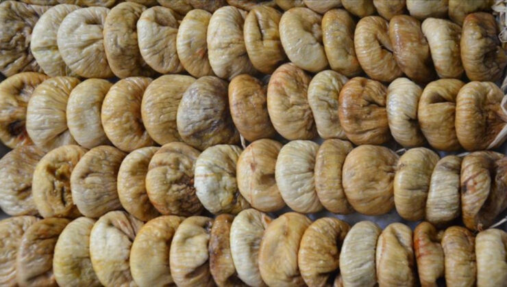 Tariş, 2025 Kuru İncir Alım Fiyatlarını Açıkladı