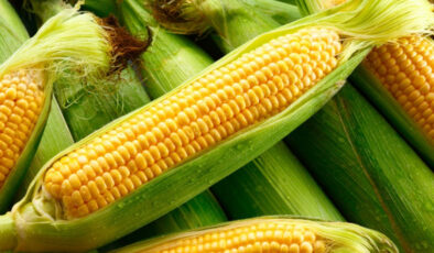 Taze mısır seçme tüyosu paylaşıldı! Süt gibi mısırı seçmek bu kadar kolaymış