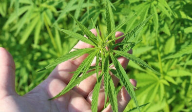 Tıbbi kenevirin tedavi amaçlı kullanacağı hastalıklar listelendi! İşte, o hastalıklar…