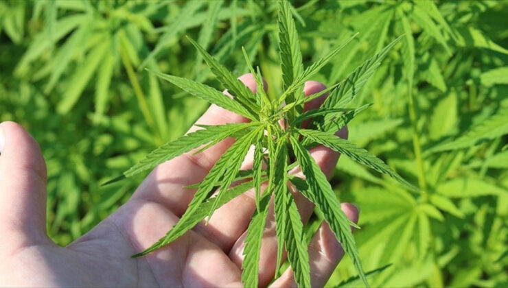 Tıbbi kenevirin tedavi amaçlı kullanacağı hastalıklar listelendi! İşte, o hastalıklar…