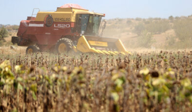 Trakya’da aşırı sıcaklık nedeniyle ayçiçeği hasadı son yıllarda erken başlıyor