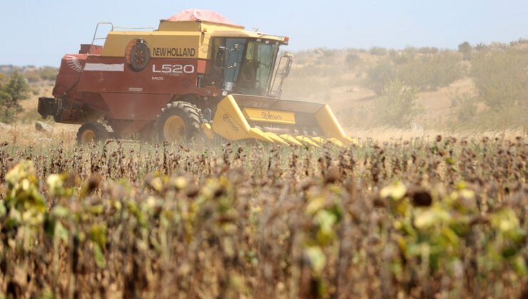 Trakya’da aşırı sıcaklık nedeniyle ayçiçeği hasadı son yıllarda erken başlıyor