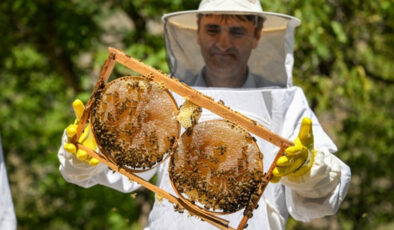 Van Çatak’ta karakovan balı hasadı başladı: Kalite ve verim sevindirdi