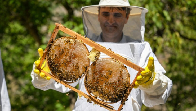 Van Çatak’ta karakovan balı hasadı başladı: Kalite ve verim sevindirdi