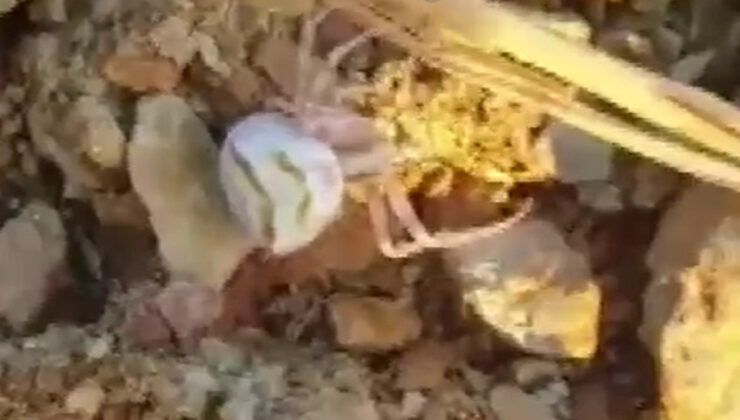 Yalova’da insan yüzlü örümcek görüldü