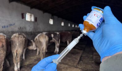 Alucra Sınırındaki Köylerde Şap Hastalığı Karantinası