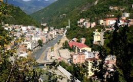 Dereli’de Ayı Paniği: Tepeköy Halkı Tedirgin