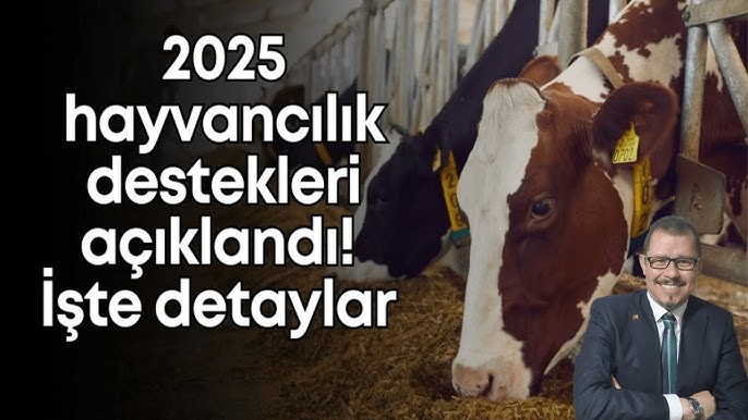 Hayvancılık Destekleri 2025: Artan Miktarlar Açıklandı