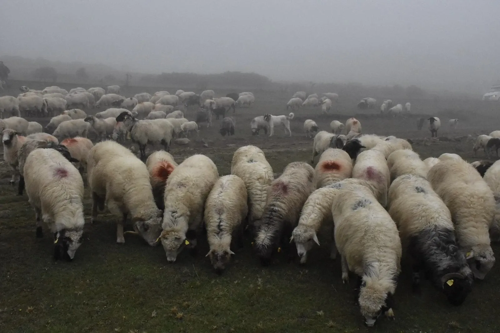 Karadeniz yayla göç3