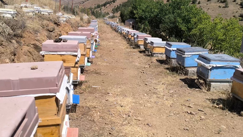 Kelkit balı2