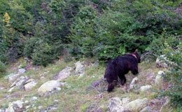 Koyulhisar’da Ayı Saldırısı: Kadın Hastaneye Kaldırıldı