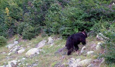 Koyulhisar’da Ayı Saldırısı: Kadın Hastaneye Kaldırıldı