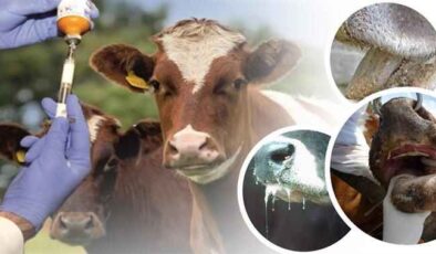 Şebinkarahisar’da Tarım ve Hayvancılık Faaliyetleri Hız Kesmiyor