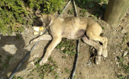 Amasya’da bir köpek, aracın çarpıp yaraladığı yavrusunun başından ayrılmadı