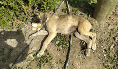 Amasya’da bir köpek, aracın çarpıp yaraladığı yavrusunun başından ayrılmadı