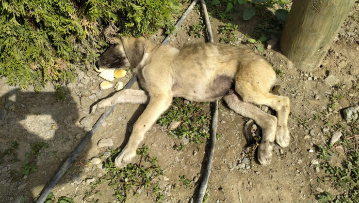 Amasya’da bir köpek, aracın çarpıp yaraladığı yavrusunun başından ayrılmadı