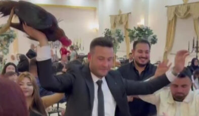 Amasya’da düğünde damada 250 bin TL değerinde Hint horozu hediye edildi