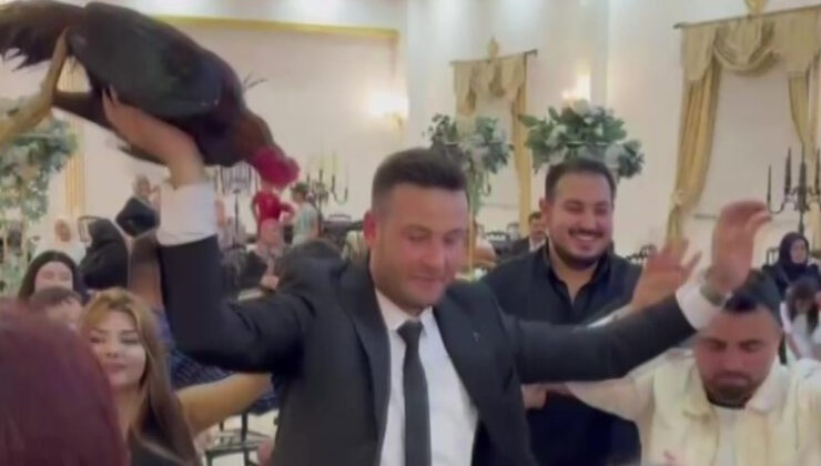 Amasya’da düğünde damada 250 bin TL değerinde Hint horozu hediye edildi