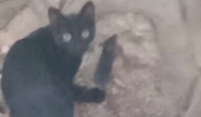Amasya’da kedi ve farenin dostluğu